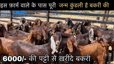 ₹6000how To Start Goatfarming Indias Largest Goat Farming