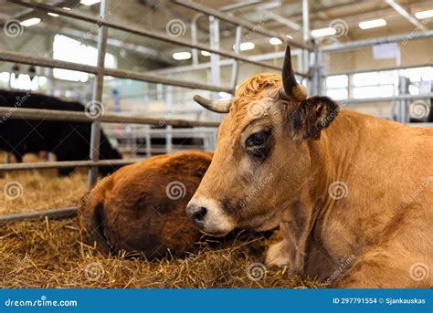Bulls In A Farm Cattle Breeding And Housing Livestock Agriculture