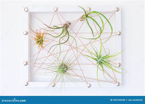 Tillandsia Air Plant Home Decore Stock Photo Image Of Crafted Nature