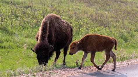 Custer State Park Wildlife Loop Youtube