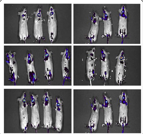 Lps Induced Nf B Expression Using Luciferase Reporter Mice Upper Row