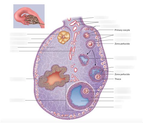 Reproductive System Figure 2813 Histology Of The Ovary Diagram Quizlet