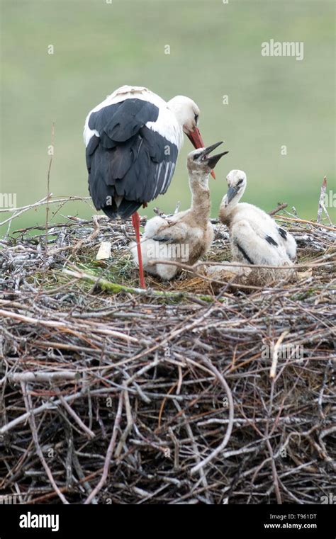 17 May 2019 Saxony Anhalt Schönebeck A White Stork Stands In Its