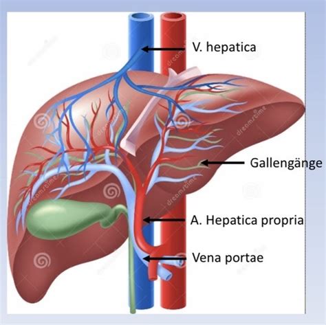Leber Gallenblase Karteikarten Quizlet