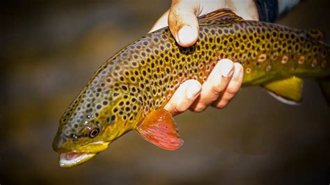 Brown Trout A Comprehensive Fish Species Profile Wired2fish