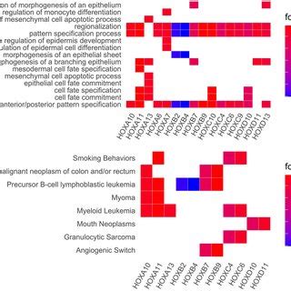 A Illustrative Heatmap Depicting The Expression Level Of HOX Genes