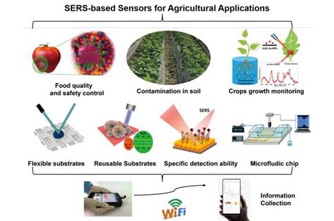 Review Of Sers Based Sensors For Agricultural Applications