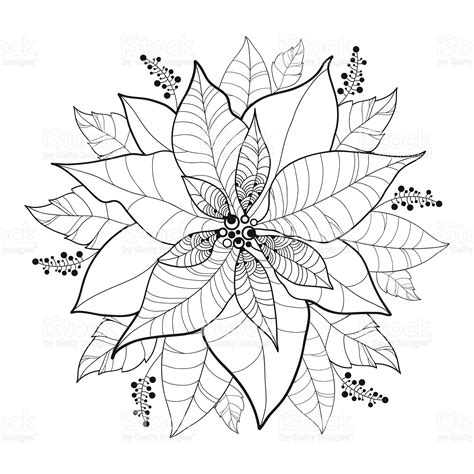 poinsettia drawing