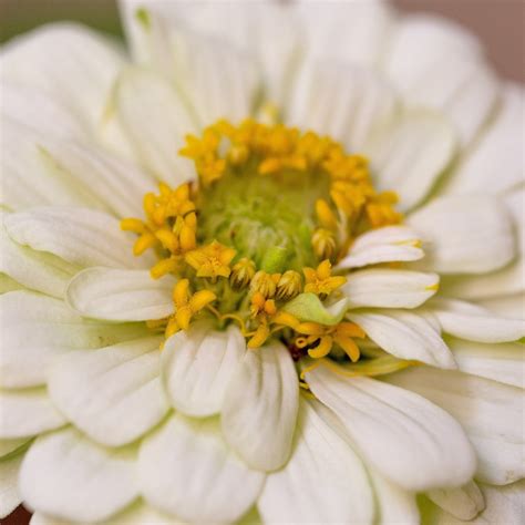 Zinnia Elegans - Etsy