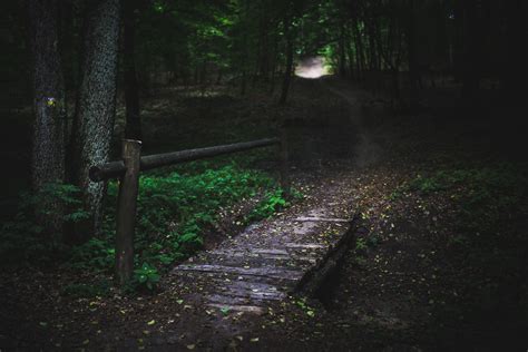 Free Images Tree Nature Forest Grass Light Wood Bridge Night