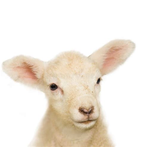 Little Lamb Stock Image Image Of Vulnerable Lamb Soft 5193043