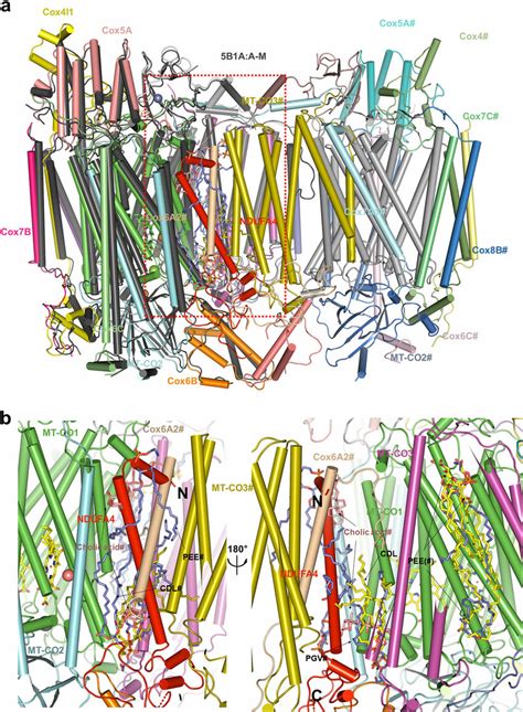 Structure Comparison Of The CIV Monomer And Dimer A Structure