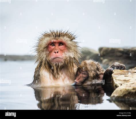 Mom And Baby Japanese Macaque Sitting In Water In A Hot Spring Japan Nagano Jigokudani Monkey