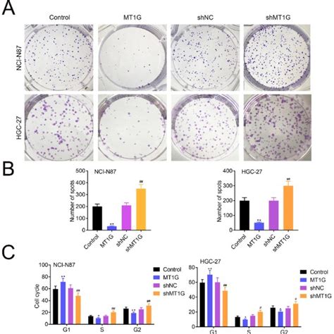 Mt G Facilitates Gastric Cells Growth A Nci N And Hgc Cells