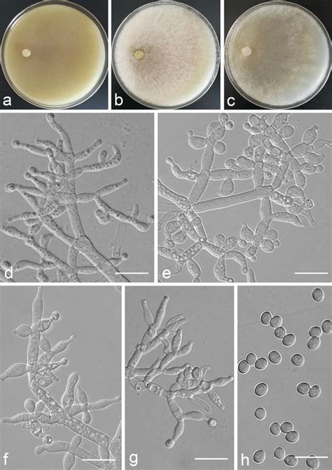 Trichoderma Tibetica Ymf A C Cultures After D At C