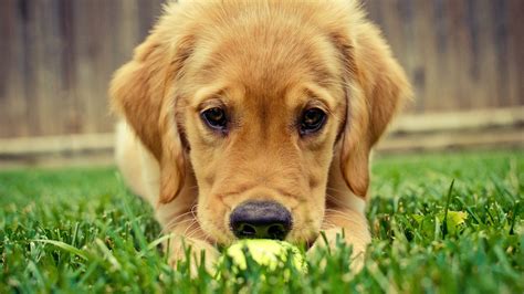 cute dog iphone csse ipod touch hd  wallpapers
