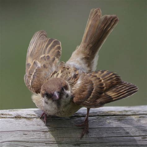 A Small Brown And White Bird Sitting On Top Of A Wooden Fence Post With