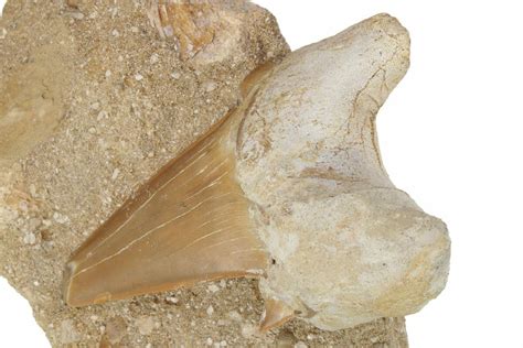 Otodus Shark Tooth Fossil In Rock Eocene For Sale