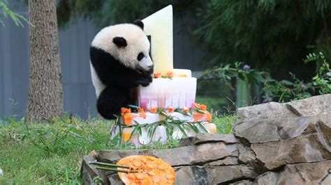 Bao Bao the Panda Celebrates Her First Birthday - ABC News