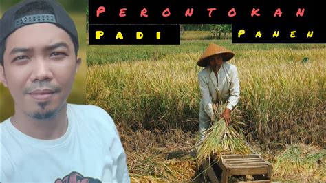 PANEN PADI PROSES PERONTOKAN PADI TRADISIONAL DI SAWAH YouTube