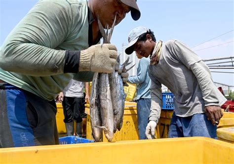 24zampe Fao Cento Paesi Al Mondo Impegnati Contro La Pesca Illegale