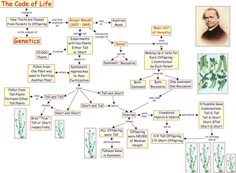 Biology Corner Blood Concept Map Answers Blood Concept Map