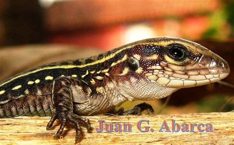 Ameiva Undulata Zoom Juvenil Of Ameiva Undulata Barreal Flickr