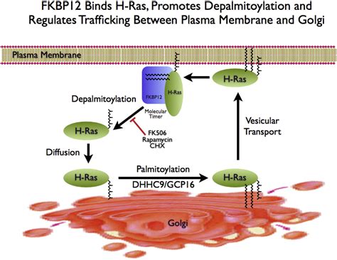 Fkbp Binds To Acylated H Ras And Promotes Depalmitoylation Molecular