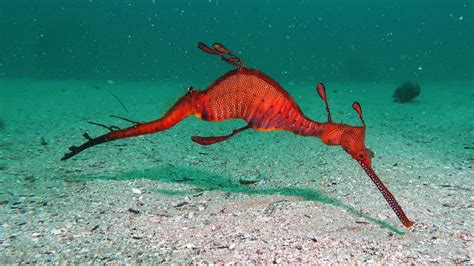 Pipefish & Seahorses - SydneyDives