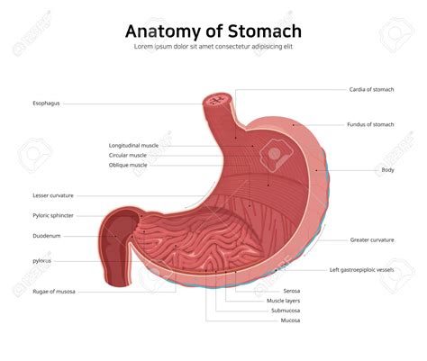 Simple stomach diagram | Stomach structure | Stomach Anatomy - Pharmacy ...