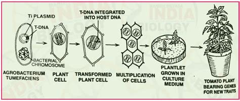 Transgenic Plants | Production Of Transgenic Plants | Biology NEET