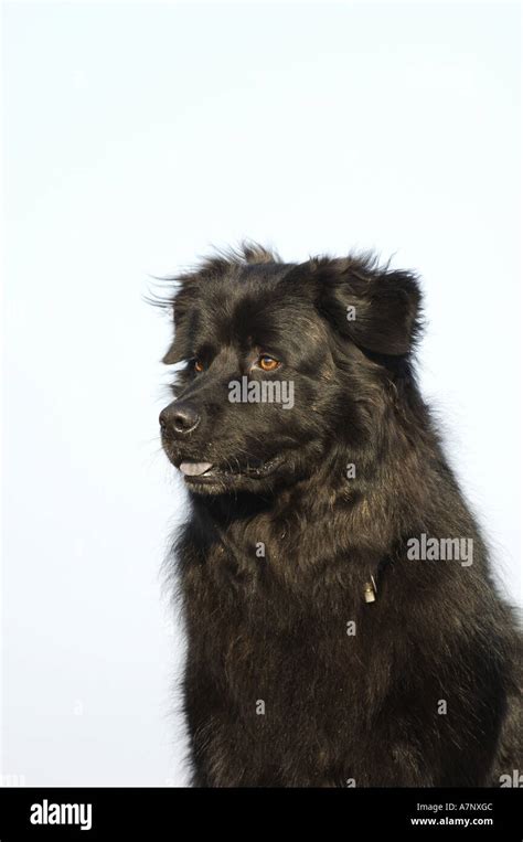 Domestic Dog Canis Lupus F Familiaris Half Breed Stock Photo Alamy