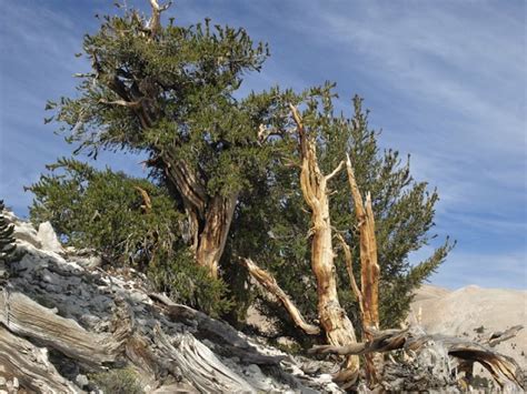 Matusalemme lAlbero più antico al mondo ha 4 850 anni e vive nascosto