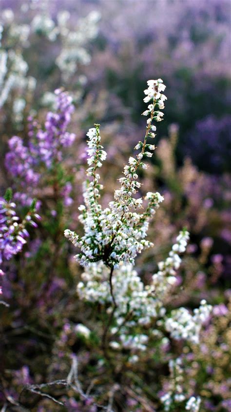 heide witte erika gratis foto op pixabay pixabay