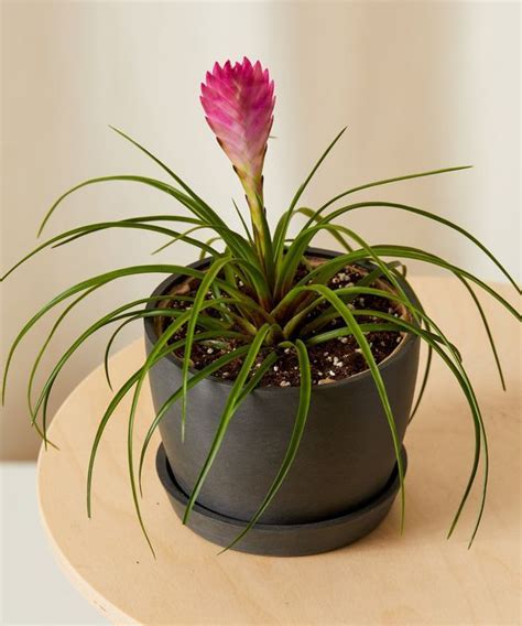 Bloomscape Bromeliad Summer Charcoal 9 Requests Flip App Clavel