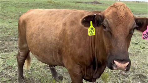 68 Head Of Charolais Charolais Cross Red Angus Beefmaster And