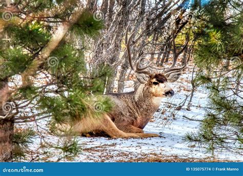 Buck Mule Deer Laying In The Snow Relaxing Stock Photo Image Of Scene