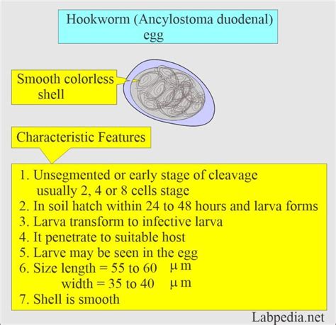 Parasitology Common Parasites Parasites Pictures Labpedia Net