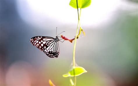 Wallpaper Leaves Nature Wings Branch Butterfly Insect Green Yellow Leaf Flower Flora