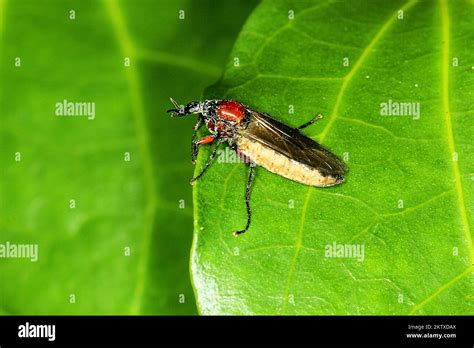 March Fly Dilophus Sp Stock Photo Alamy