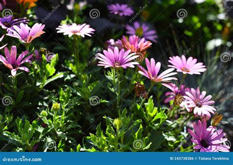 Osteospermum Conocida Como Daisybush O Margarita Africana Foto De