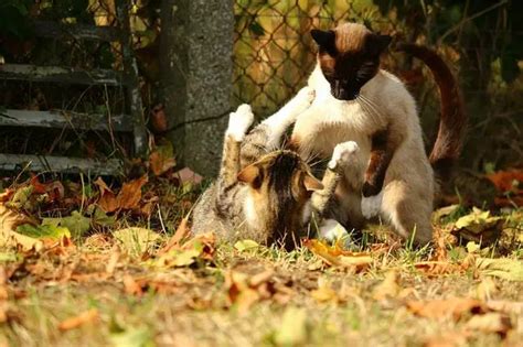 Siamese Cat vs. Burmese Cat: Similarities and Differences of Siamese Cat and Burmese Cat