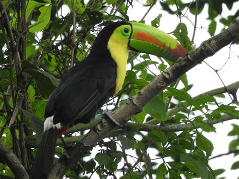 Cartagena Tour privado de observación de aves con desayuno GetYourGuide