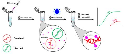 Pmaxx Dye Mm In H O Biotium