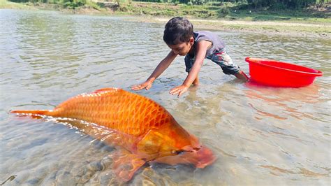 Amazing New Big Fish Catching By Hand Traditional Big Fish Catch By