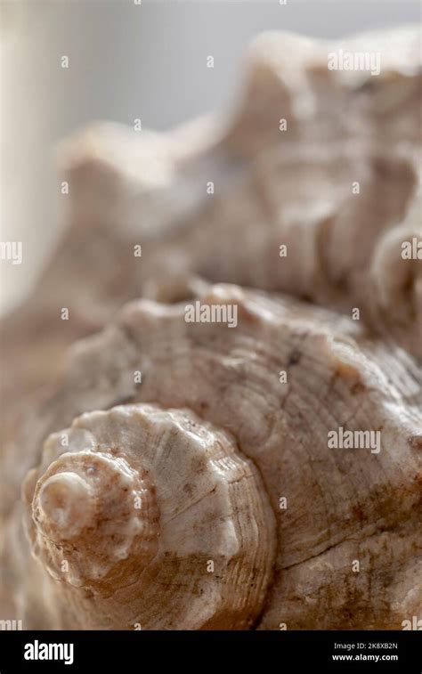 Macro Of The Structure Of A Conch Shell Stock Photo Alamy