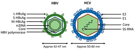 MiRNAs As Potential Biomarkers For Viral Hepatitis B And C