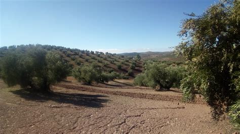 Finca De Hect Reas Lucena Rusticas Fermu Compra Y Venta De Fincas