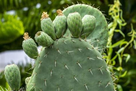 Nopal Propiedades Beneficios Contraindicaciones Y Para Qu Sirve