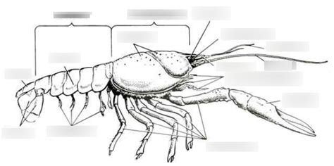 Arthropods Diagram Quizlet